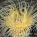 anemone_tr_si_h_0016_kom0366.jpg